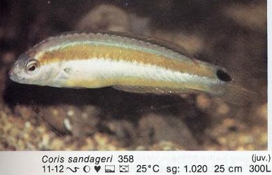 Coris sandageri